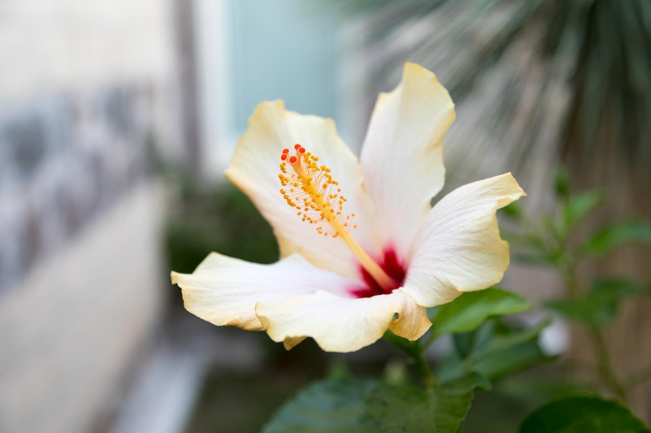 Hotel Maison Tresnuraghes Ngoại thất bức ảnh
